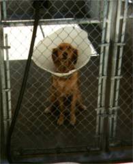 Georgie in the kennel after being spayed