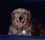 Georgie in the trunk of my car -where she jumped while I was trying to pack