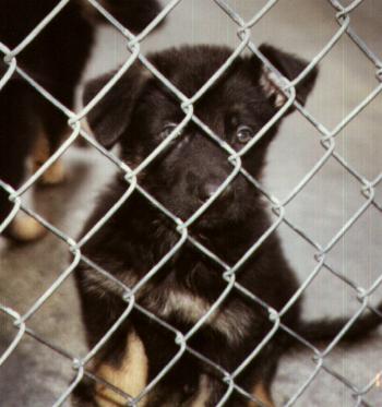 Lindsay at about 6 weeks in the kennel