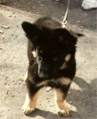 Lindsay at 8 weeks old