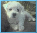 Chopper 6 wks.