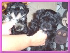 Zoe and Tillie 8 wks.