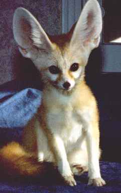 Ali the Fennec!