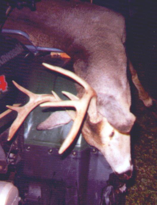 eight point deer