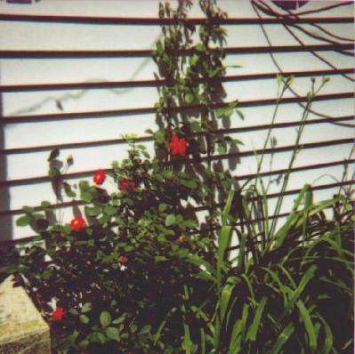 climbing red rose