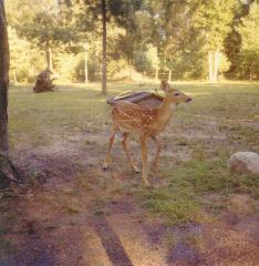 small spotted deer in the yard