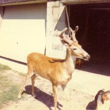 Deer with antlers standing by a garage.