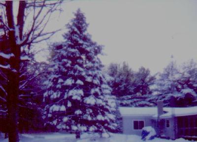 Photo of our big, Blue Spruce tree covered with snow