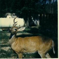 Brown deer with antlers in the yard