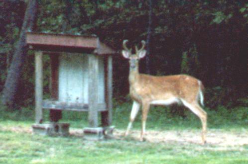 Buck out at our feeder