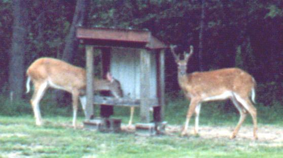 buck and doe at the feeder