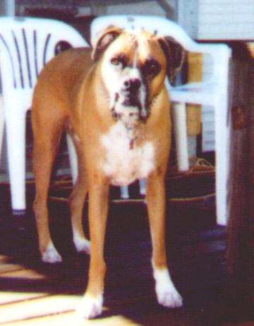 picture of a boxer dog