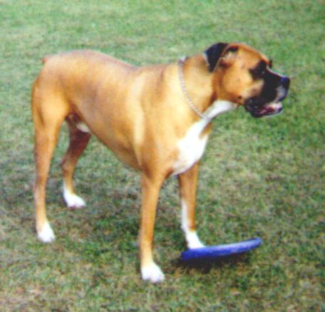 picture of Bud with a frisbee