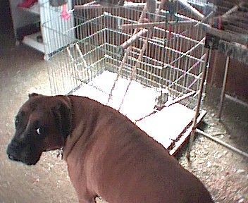 Boxer Bud in the bird room