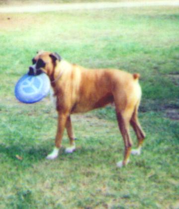 photo of Bud with a frisbee in his mouth