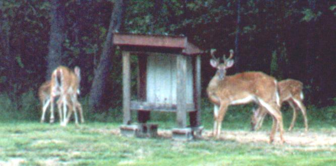 deer family