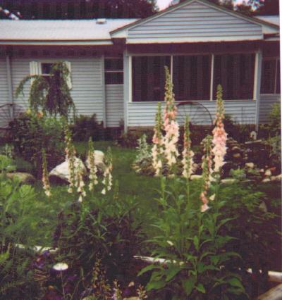 Photo of foxgloves