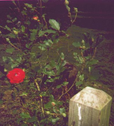 climbing red rose