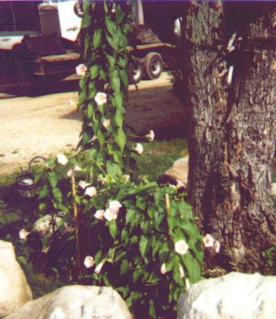 Morning glories