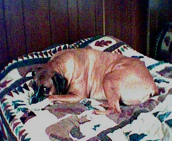 Bud on my bed