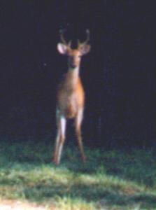 one buck looking at the camera