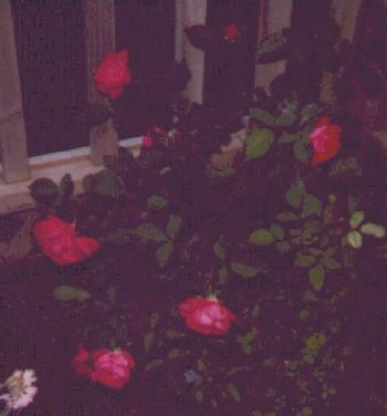 red rose bush with many blooms