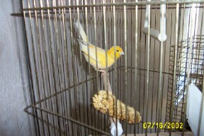 Cute, bright yellow canary