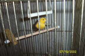 Cute, bright yellow canary