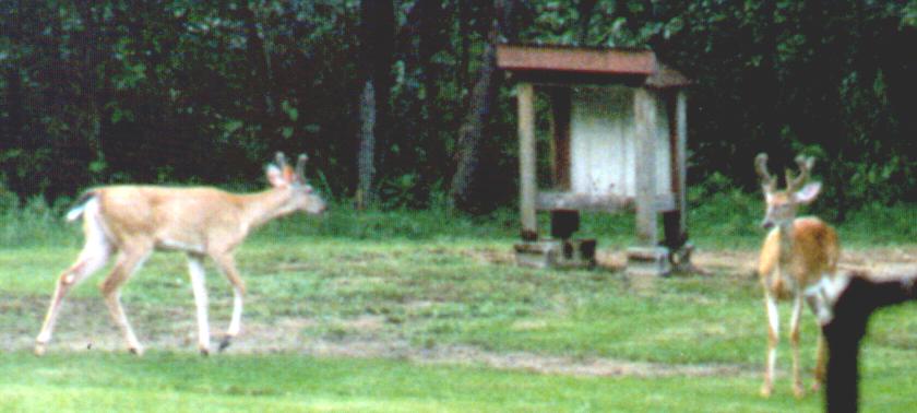 two bucks near the feeder