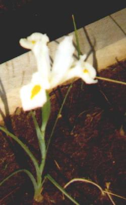 white iris photo