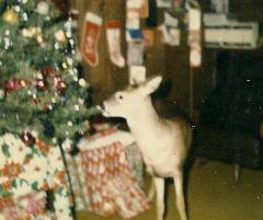 Small spotted deer by a Christmas tree.