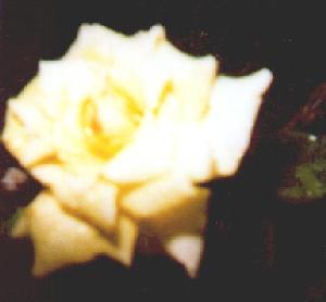 large yellow rose