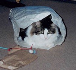 cat in bag