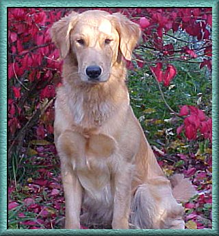 Golden Retriever