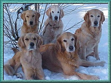 Golden Retrievers