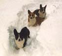 dogs in snow