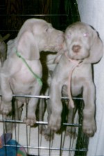 The 
Weimaraner Web Ring!