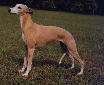 il + bel whippet che io abbia mai visto dal vivo.