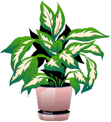 houseplant