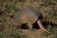 {armadillo}