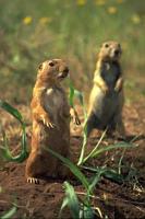 {prairie dogs}