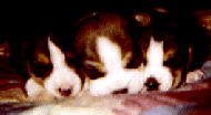 pups2wks.gif (12548 bytes)