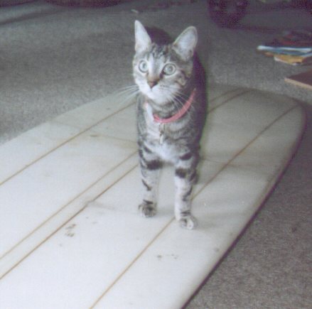 Surfs Up! Kitty?