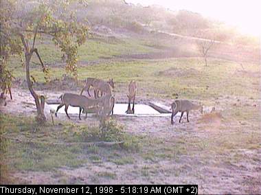 Antelope Family Reunion