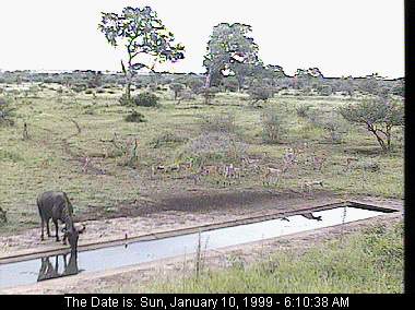 Antelope and Waterbuffalo