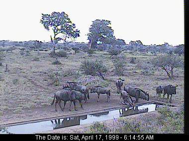 Gnus at the waterhole