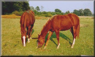 Valencort and Breeze-brother and sister!