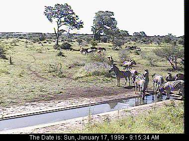 Zebras at the Satara Camp