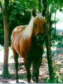 Cassie in the woods