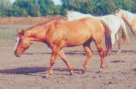 Junior in the pasture with his buddies!